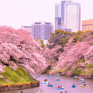 Cherry Blossoms in the C...